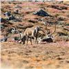 Image 2 : 6-Day Central Canadian Barren Ground Caribou Hunt for 1 Hunter