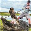 Image 5 : Florida Aligator and Hog Hunt for 1 Hunter