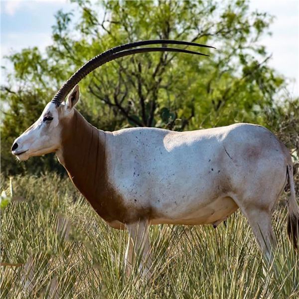 Scimitar Horned Oryx Hunt for 1 Hunter & 1 Non-hunter at Champion Ranch in Texas