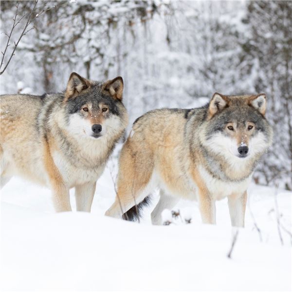 Wolf Hunt in Alberta for 2 Hunters