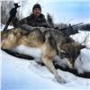 Image 3 : Wolf Hunt in Alberta for 2 Hunters