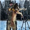 Image 4 : Wolf Hunt in Alberta for 2 Hunters