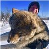 Image 6 : Wolf Hunt in Alberta for 2 Hunters