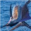 Image 7 : Mexico Inclusive Deep Sea Fishing Trip for 1 Angler for Roosterfish, Sailfish, & Blue Marlin