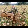 Image 1 : Red Stag Hunt in Spain