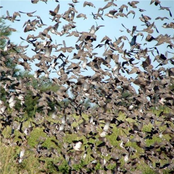 4-Day Argentina Dove Hunt for 4 Hunters