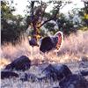 Image 3 : 3-1/2 Day Gould's Turkey Hunt for 1 Hunter in Mexico