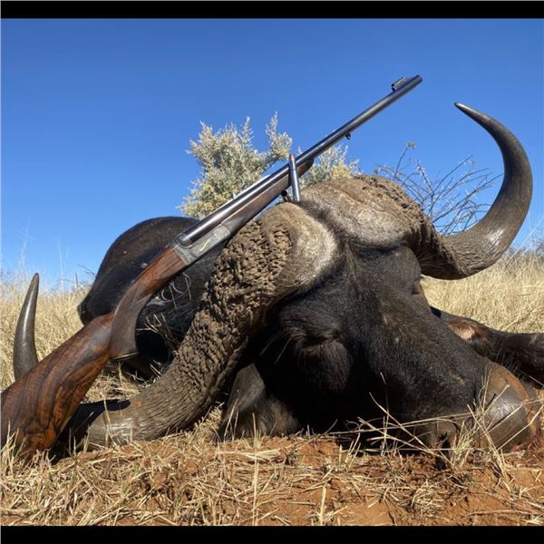 8-Day Cape Buffalo and Sable for 2 Hunters & 2 Observers