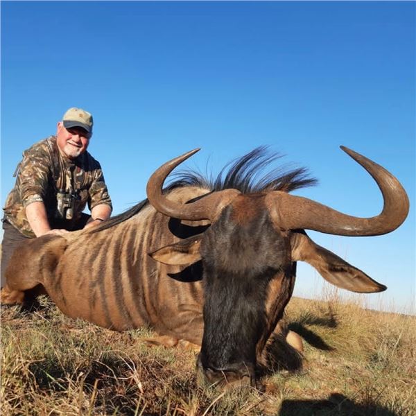 8-Day African Safari for 2 Hunters and 2 Observers with Golden Wildebeest, Black Impala, and Black S