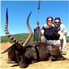 Image 2 : 8-Day African Safari for 2 Hunters and 2 Observers with Golden Wildebeest, Black Impala, and Black S