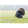 Image 4 : Michigan Spring Turkey Hunt