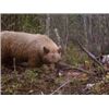 Image 6 : 10-Day Adventure - 5-day Black Bear Hunt and 5-day Fishing for 1 Hunter