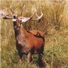 Image 1 : 4-Day/5-Night Red Stag up to 360 SCI for 1 Hunter