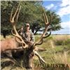 Image 1 : 5-days/4-nights Free Range Red Stag in Argentina for 1 hunter