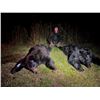 Image 2 : 5-Day Black Bear Hunt in Minnesota for 1 hunter