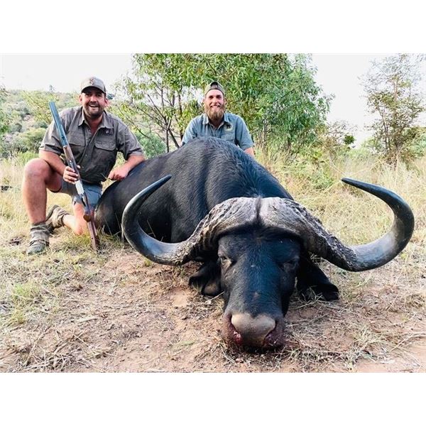 10 Day Cape Buffalo Hunt for 2 Hunters in South Africa Bosveld Jacobs Safaris