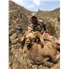 Image 1 : 12 – Day Kamchatka Bighorn Sheep Hunt