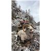 Image 2 : 12 – Day Kamchatka Bighorn Sheep Hunt