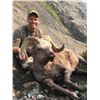 Image 4 : 12 – Day Kamchatka Bighorn Sheep Hunt