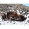 Image 1 : Greenland Trophy Muskox and Caribou