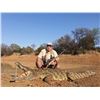 Image 2 : 2 Crocodiles for Two Hunters and Two Non-Hunters Sensational Hunting Safaris