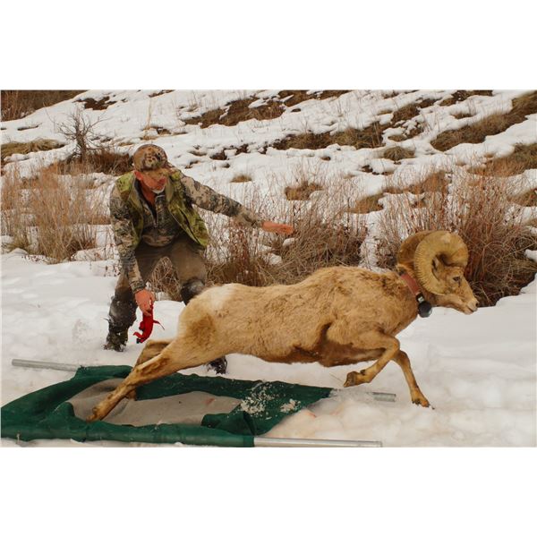 Idaho Bighorn Sheep Capture - 2 Day Event for 2 People