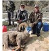 Image 2 : Idaho Bighorn Sheep Capture - 2 Day Event for 2 People