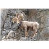 Image 3 : Idaho Bighorn Sheep Capture - 2 Day Event for 2 People