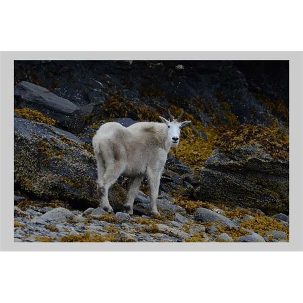 6-Day Kodiak Island Mt. Goat Hunt - Donated by Mike Munsey and Munsey's Bear Camp