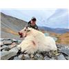 Image 2 : 6-Day Kodiak Island Mt. Goat Hunt - Donated by Mike Munsey and Munsey's Bear Camp
