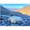 Image 3 : 6-Day Kodiak Island Mt. Goat Hunt - Donated by Mike Munsey and Munsey's Bear Camp