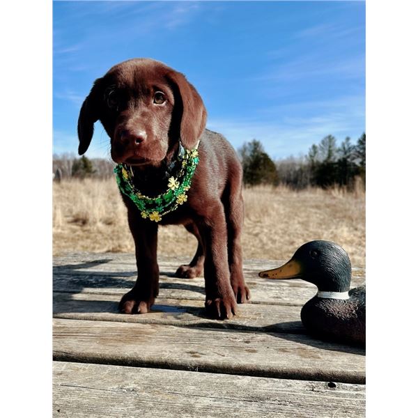 Pick Of The Litter Chocolate Labrador Puppy From Piddle Creek Kennels