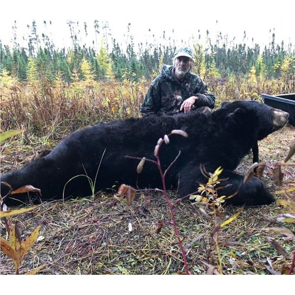 Guided Black Bear Hunt in MN - Minnesota Big Bear Specialist