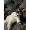 Image 2 : $5000 Credit towards BC Mtn Goat, CA. Bighorn Sheep, Moose or Mtn Lion Hunt BC Trophy Mountain Outfi