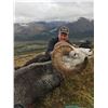 Image 4 : Yukon Stone Sheep Hunt with Yukon Big Game Outfitters in 2024 or 2025