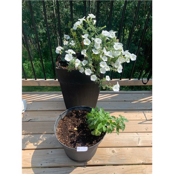 2 x Planters w/ Live Plants