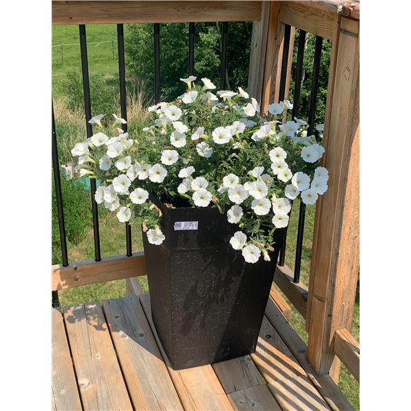 Outdoor Planter w/ Live Plant (24.5"H)