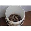 Image 2 : (30+) Small Horse Shoes - 5 Gallon Pail
