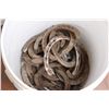 Image 3 : (30+) Small Horse Shoes - 5 Gallon Pail