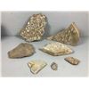 Image 1 : Fossils