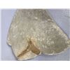 Image 2 : Fossils