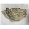 Image 3 : Fossils