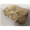 Image 8 : Fossils
