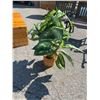 Image 1 : Artificial plant