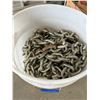 Image 1 : Bucket of 3/8 Chain