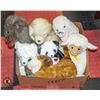 Image 1 : BOX WITH 3 LARGE STUFFED DOGS, 1 BEAR,