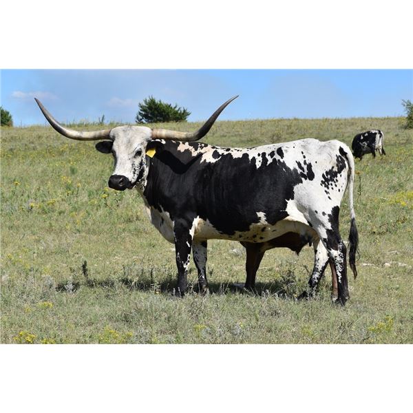 SCRATCH: RRR Miss Carolyn 102