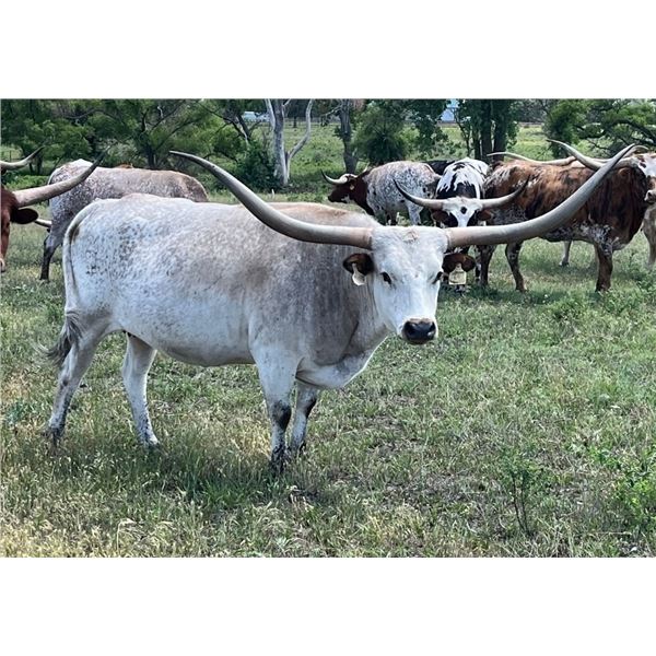 SCRATCH: 7D UNBREAKABULL TREND