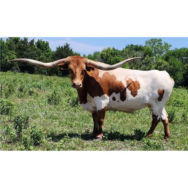 REX'S 83 BIRTHDAY GIRL