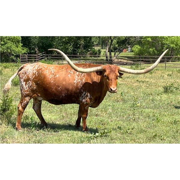 AWESOME JAYNIE PC379